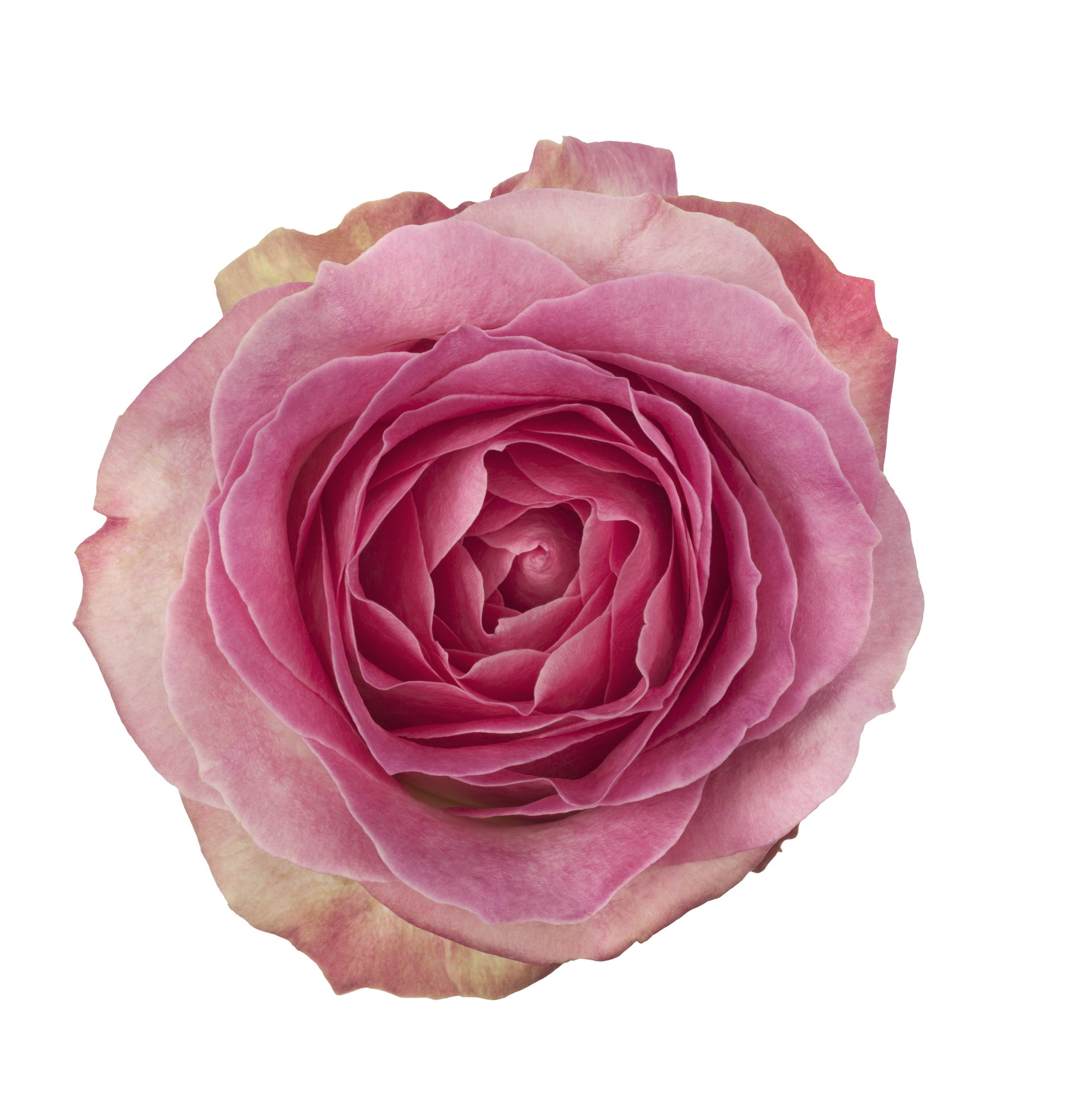 Sweet Candy - Allure by Berg Roses
