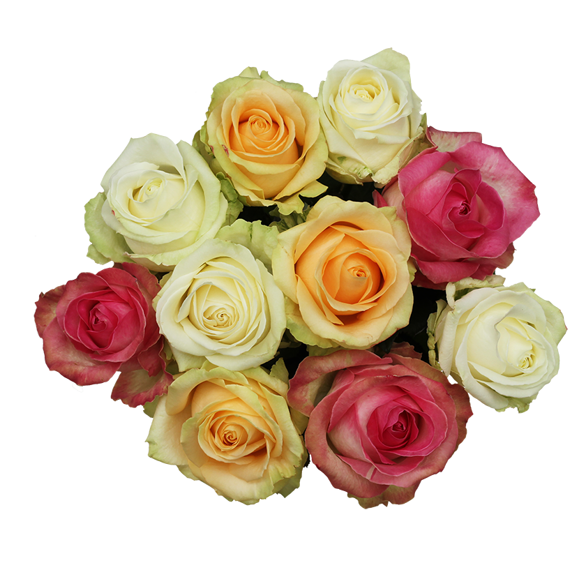 Lovely Colours - Allure by Berg Roses