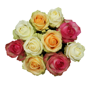 Lovely Colours - Allure by Berg Roses
