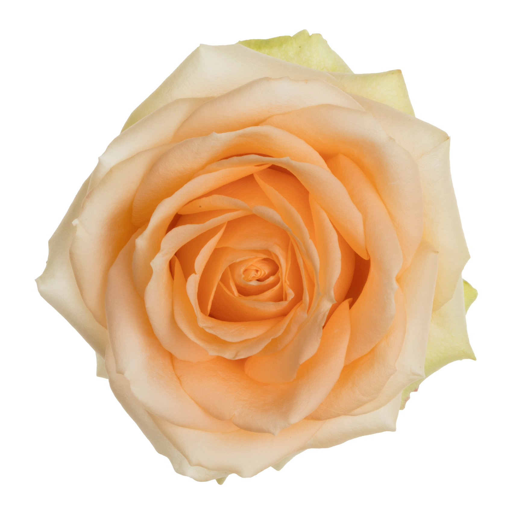 Beautiful Peach - Allure by Berg Roses