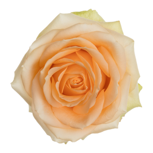 Beautiful Peach - Allure by Berg Roses