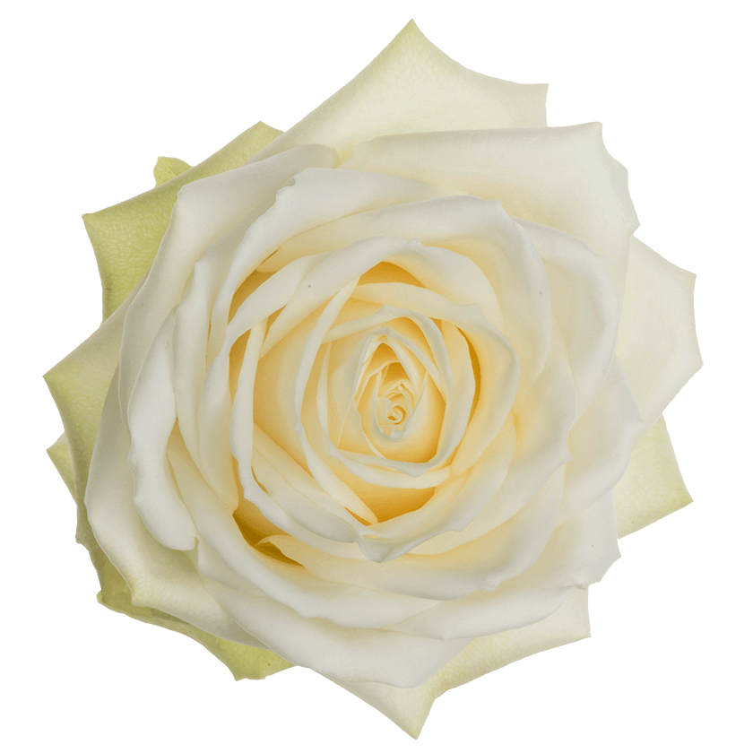 Platinum White - Allure by Berg Roses