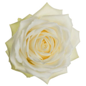 Platinum White - Allure by Berg Roses