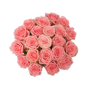 Perfect Pink